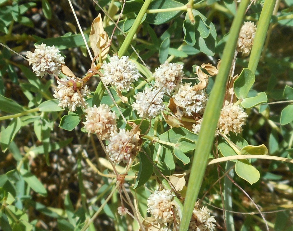 Cuscuta planiflora / Cuscuta a fiore bianco